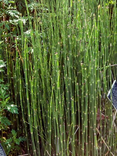 A bunch of Horsetail (Equisetum hiemale) growing in a small wet area.